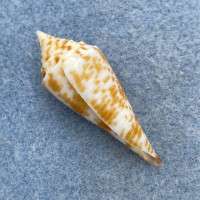 #2 Conus comatosa 35.5mm F+ Philippines