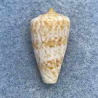 Conus infrenatus 24.2mm F+ Jeffreys Bay, South Africa, Crabbed