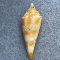 #4 Conus comatosa 36.2mm F Philippines