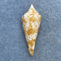 #3 Conus comatosa 33.1mm F+/++ Philippines