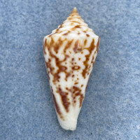 #2 Conus clerii 38.6mm F+ (Rough Lip) Santos, Brazil Trawled 50-70m