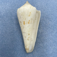 #2 Conus sieboldii 77.9mm F+ North Of Taiwan, Dredged On Sand 100m