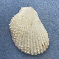 Lima vulgaris 45.4mm F++ Zambales, Philippines