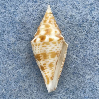 #11 Conus rizali 20.6mm F+ Philippines