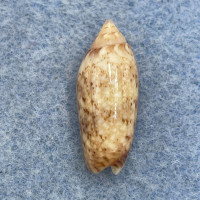 #4 Oliva semmelinki 22.1mm Gem Aliguay Is. Philippines Trawled 50-150m