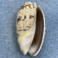 #3 Oliva bulbosa 41.2mm F++ Mozambique