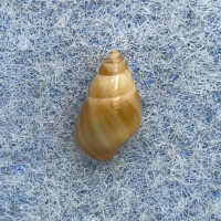 #5 Planaxis akuana 8.4mm F+ (Immature Lip) Easter Island