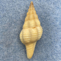 #2 Latirus hemphilli 34mm F++ W/O Cebaco Is. W. Panama Dredged 20-30m