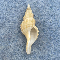 #2 Granulifusus niponicus 24mm F+ Mei, Japan, Trawled 300m