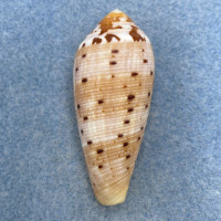 #10 Conus circumcisus 48.6mm F+ Mactan Is. Philippines, Netted 35-40m