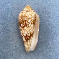 Conus canonicus 41.3mm F+ Zamboanga, Philippines 20-40m From Fishermen