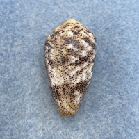 #3 Conus arenatus 32.4mm F+ Mandaue City, Philippines