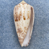 #3 Conus nimbosus 36.6mm F++ Tulear, Madagascar