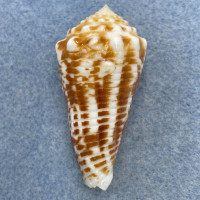 Conus sulcocastaneus 48mm F+ (Rough Lip) Philippines