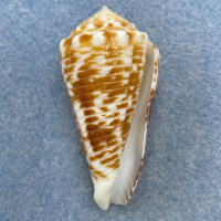 Conus sulcocastaneus 48mm F+ (Rough Lip) Philippines