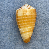 Conus circumactus 27mm F++ Bohol, Philippines