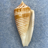 #1 Conus mucronatus 36.2mm F+ (Lip Chip) Philippines