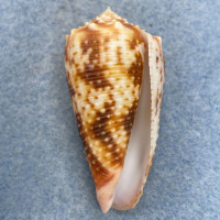 #1 Conus moluccensis 43.9mm F+++ Balut Island, Philippines