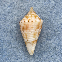 Conus memiae 21mm F (Rough Lip) W. Pacific, Deep Water