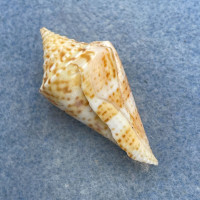 #6 Conus delessertii 41.1mm W/O F (Rough Lip) Florida