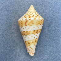 #13 Conus delessertii 49.2mm F (Rough Lip) Florida
