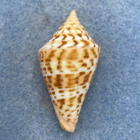 #17 Conus delessertii 39.2mm F (Rough Lip) Florida