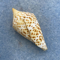 #18 Conus delessertii 40.2mm F (Rough Lip) Florida