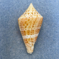 #22 Conus delessertii 45.6mm F (Rough Lip) Florida