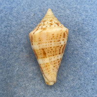 #23 Conus delessertii 36.4mm F (Rough Lip) Florida