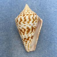 #26 Conus delessertii 48.6mm F (Rough Lip) Florida