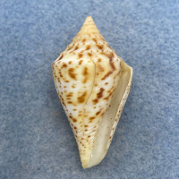 #25 Conus delessertii 38.7mm F (Rough Lip) Florida
