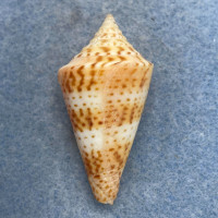 #16 Conus delessertii 39.4mm F (Rough Lip) Florida