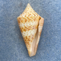 #16 Conus delessertii 39.4mm F (Rough Lip) Florida