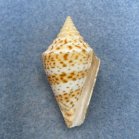 #21 Conus delessertii 42.5mm F (Rough Lip) Florida