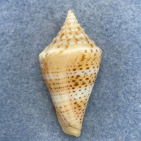 #19 Conus delessertii 40mm F (Rough Lip) Florida