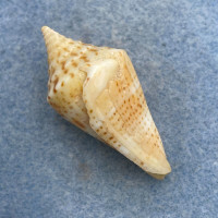 #19 Conus delessertii 40mm F (Rough Lip) Florida