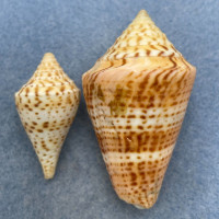 #35 Conus delessertii 35.6-52.7mm F (Rough Lip) Florida