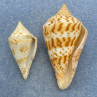 #39 Conus delessertii 37.2-52.8mm F (Rough Lip) Florida