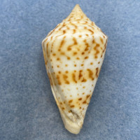 #31 Conus delessertii 54.4mm F (Rough Lip) Florida