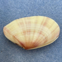 #2 Tellinella staurella 41.4mm F+ Philippines