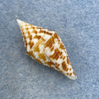 #25 Conus praecellens 33.7mm F++ Philippines