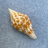 #27 Conus praecellens 33.8mm F++ Philippines