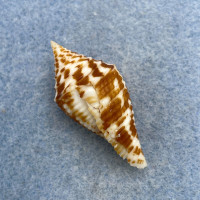 #14 Conus praecellens 37.2mm F+ North Luzon, Philippines