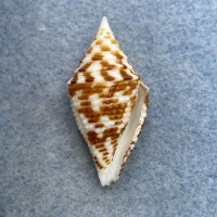 #24 Conus praecellens 30.8mm F+ Philippines