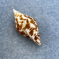 #24 Conus praecellens 30.8mm F+ Philippines