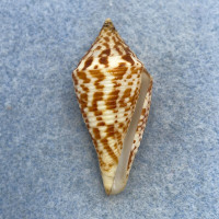 #13 Conus praecellens 38.5mm F++ Trawled, Philippines