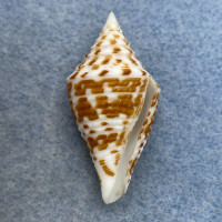 #26 Conus praecellens 33.8mm F+ Philippines