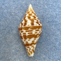 #20 Conus praecellens 33.7mm F++ Philippines