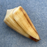 #17 Conus furvus 35.9mm F++ Philippines