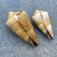 #2 Conus muriculatus 19-25mm F+ One W/Perio., Trawled, Siguijok Is. Philippines